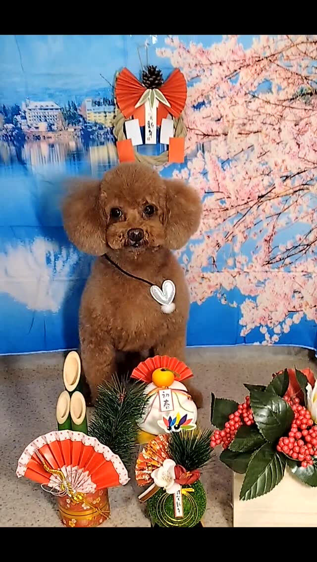 むぎちゃん🐶
