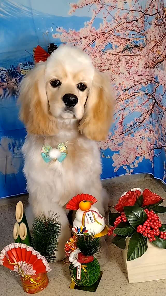 ペコちゃん🐶
