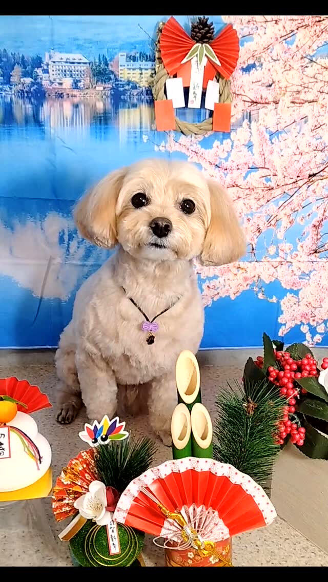 ラテちゃん🐶