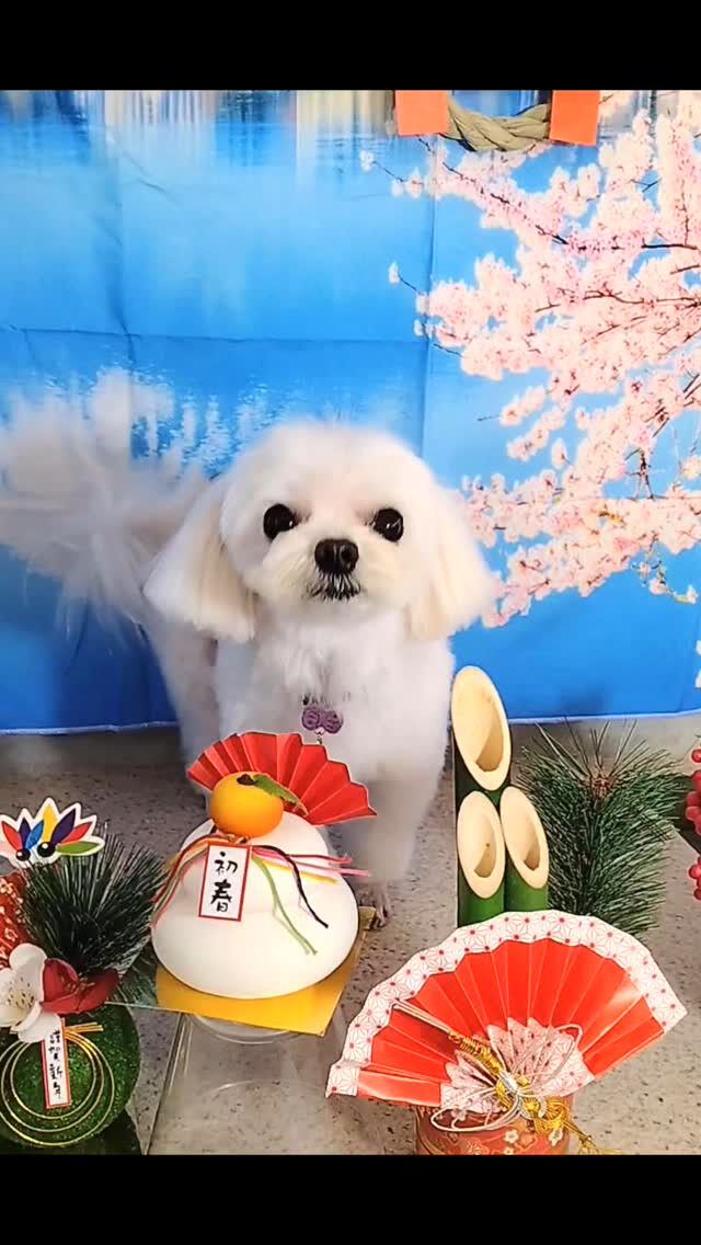 プリンちゃん🐶