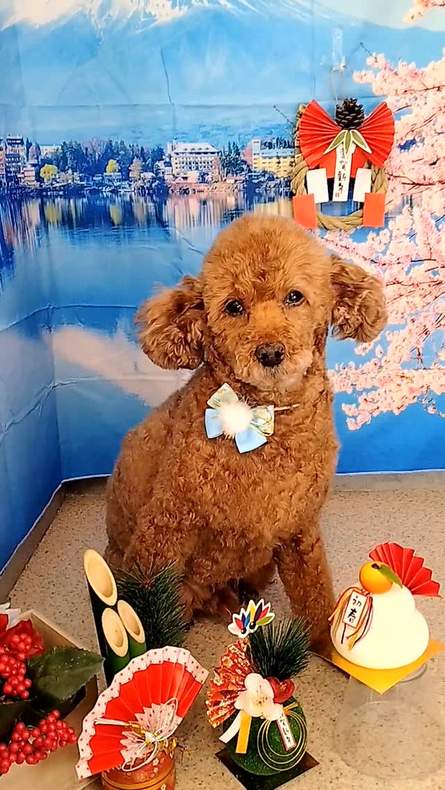恋くん🐶