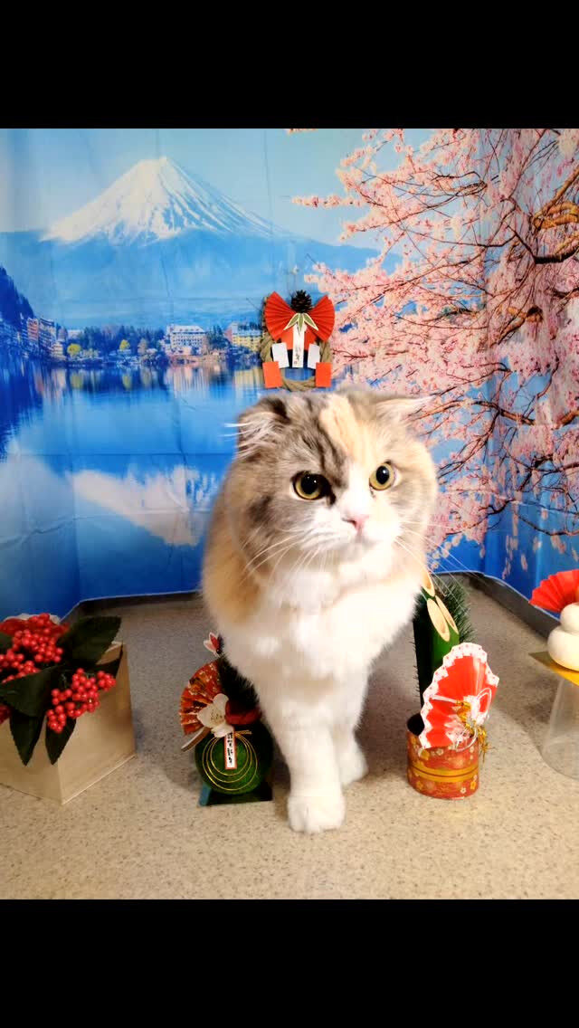 めめちゃん😺