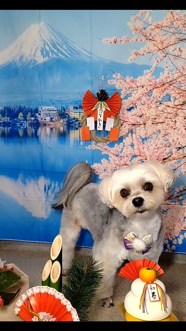 のんちゃん🐶