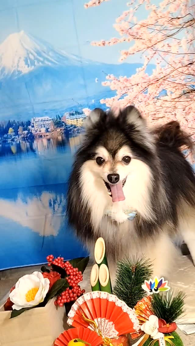 レオくん🐶