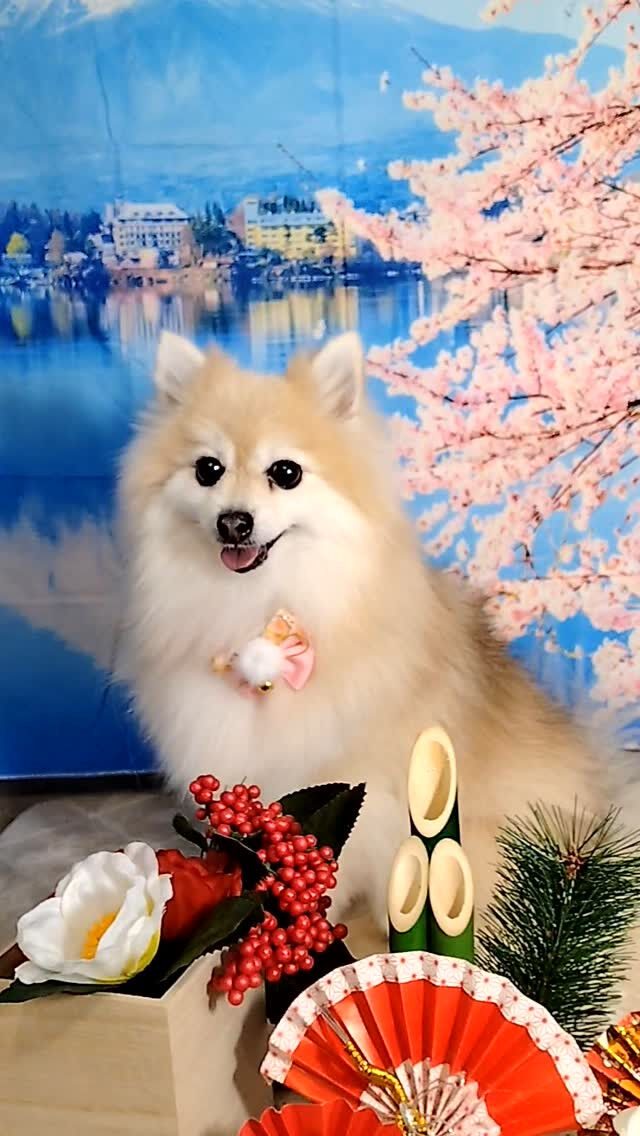 おまめちゃん🐶