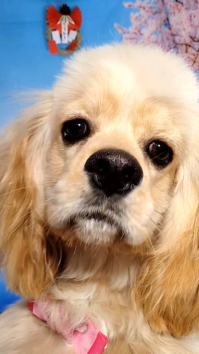 ペコちゃん🐶