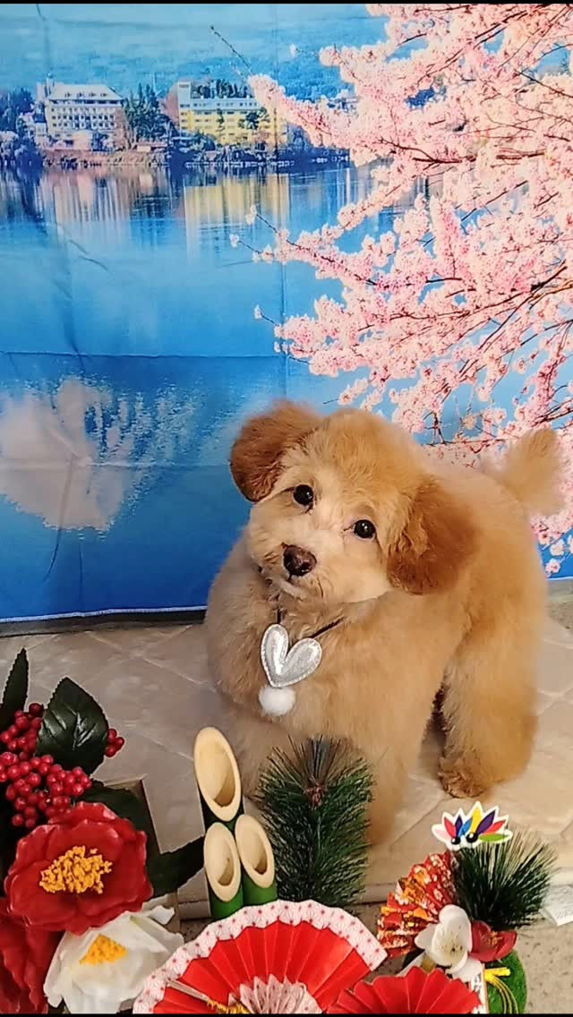 ROMくん🐶