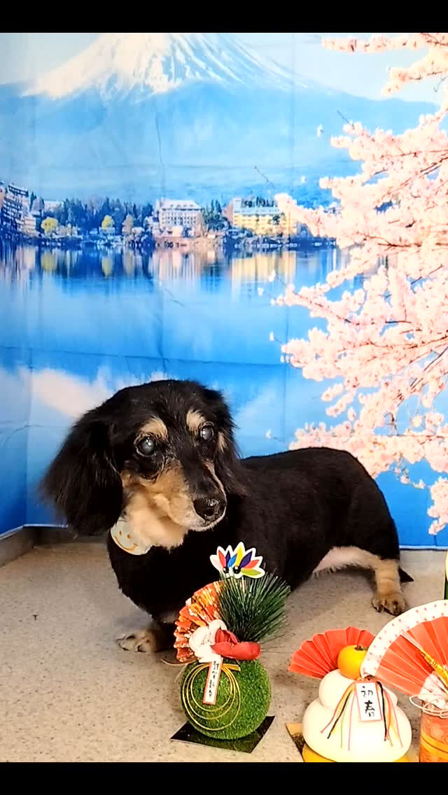 マロンちゃん🐶