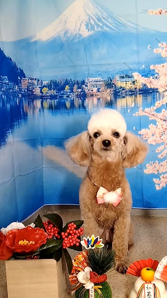 ニアちゃん🐶