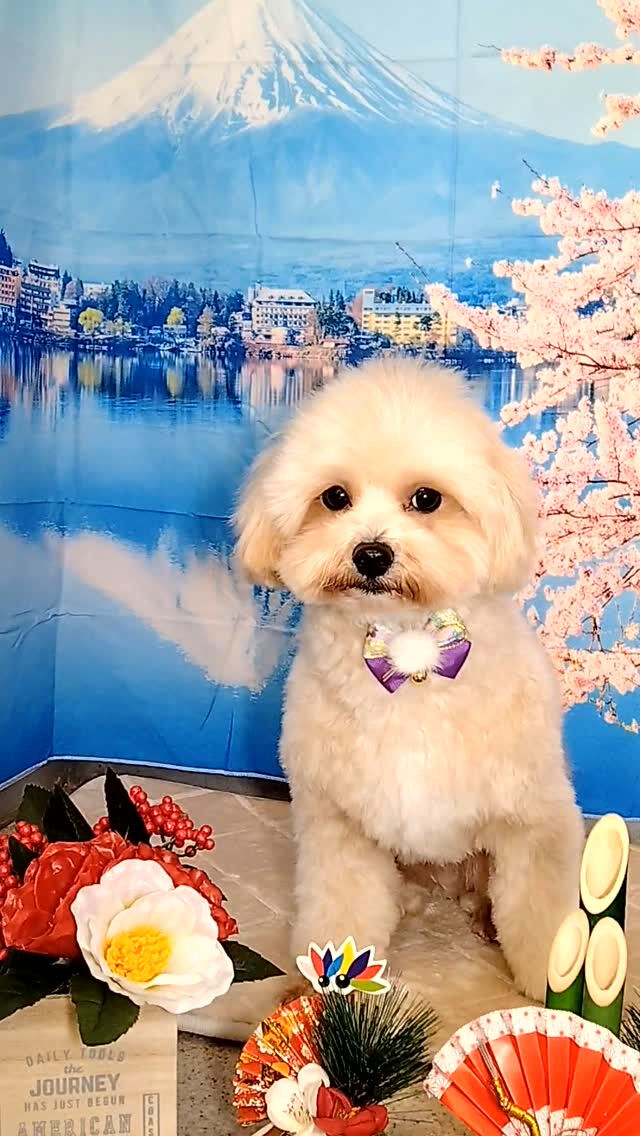 ぽてちゃん🐶