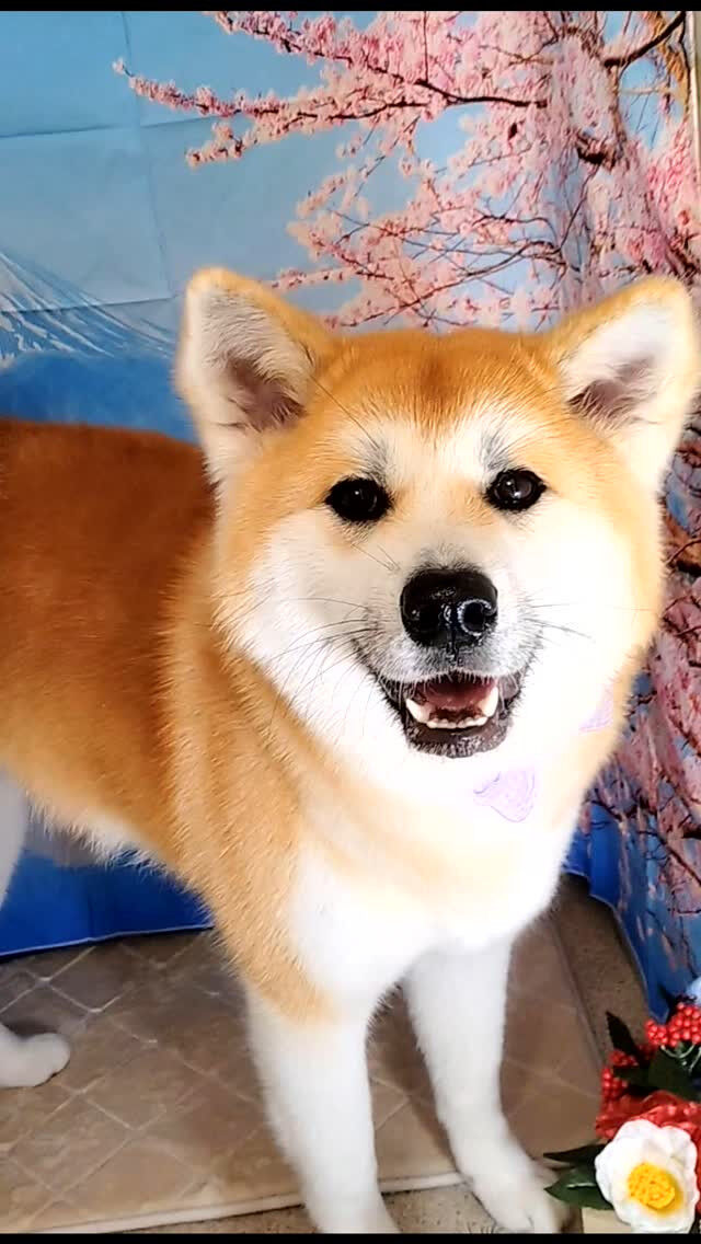 輝ちゃん🐶