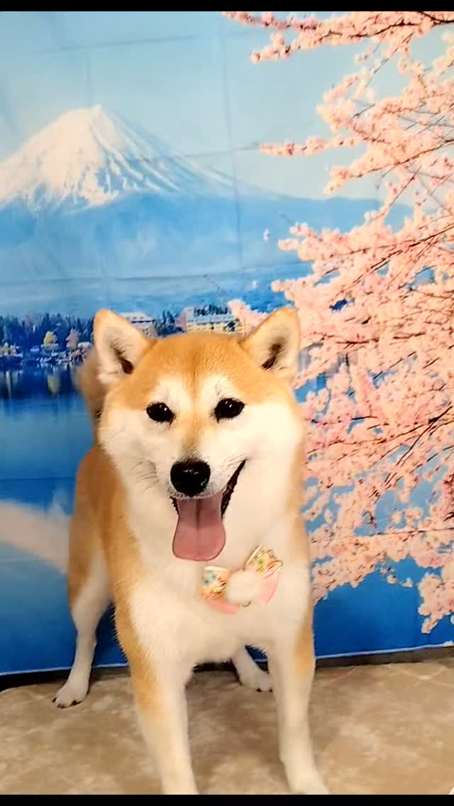 うめちゃん🐶