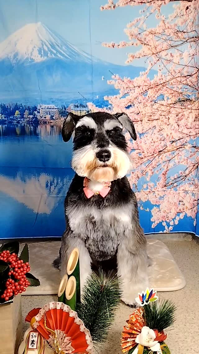 あかねちゃん🐶