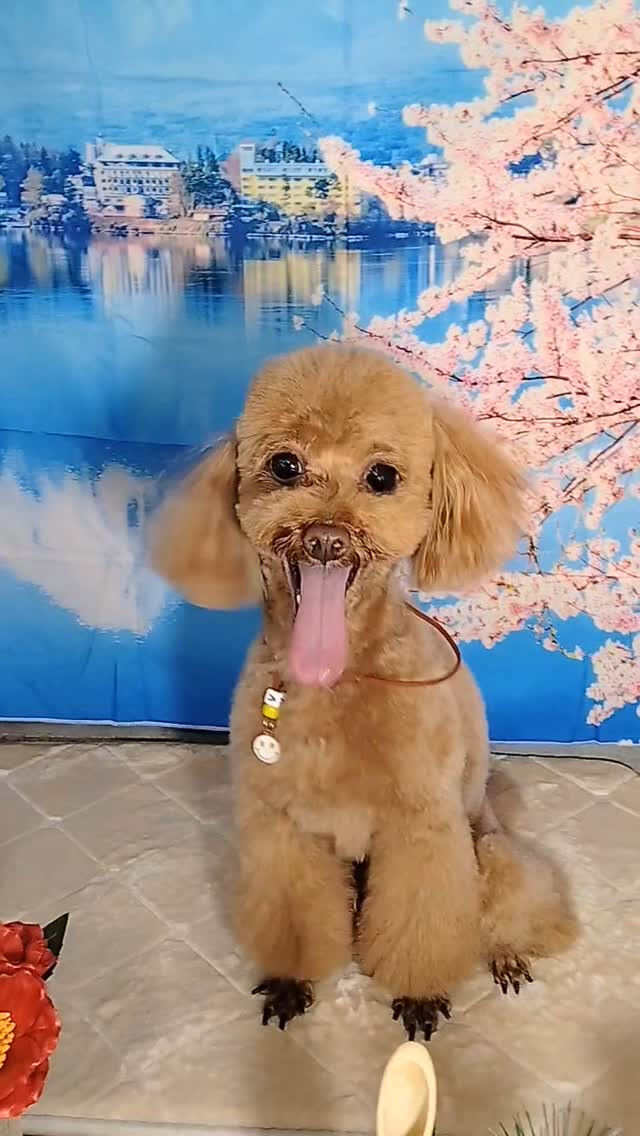 モコちゃん🐶