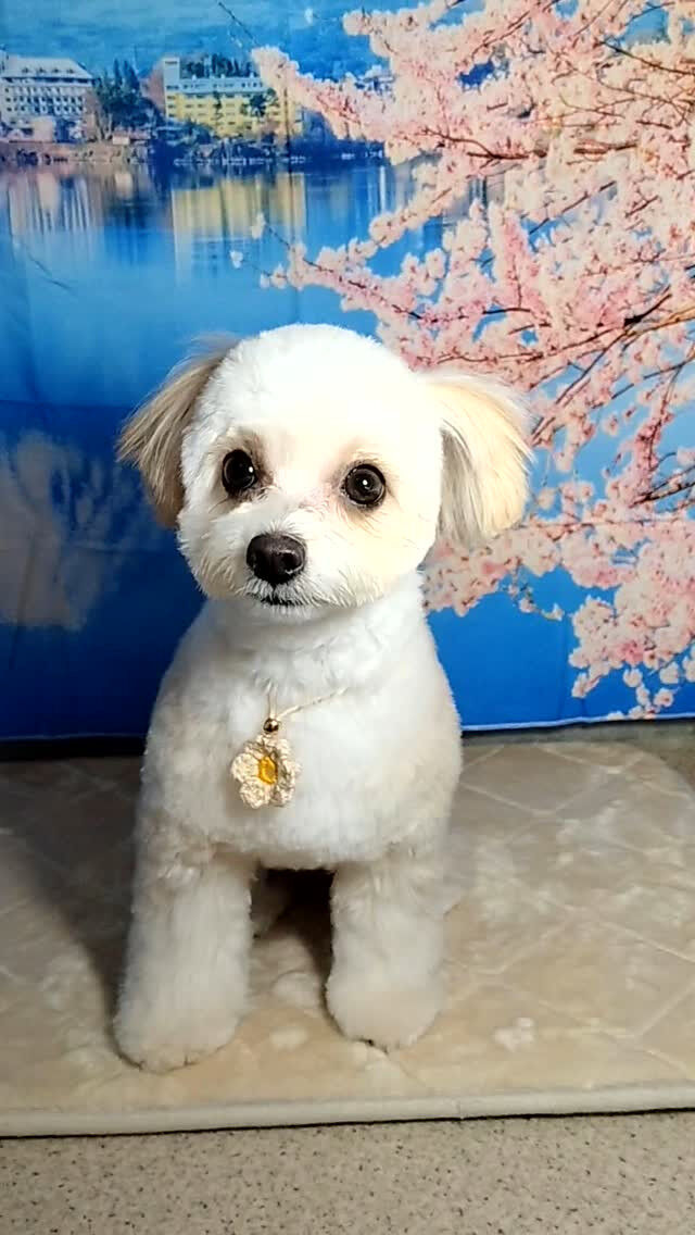 みぅちゃん🐶