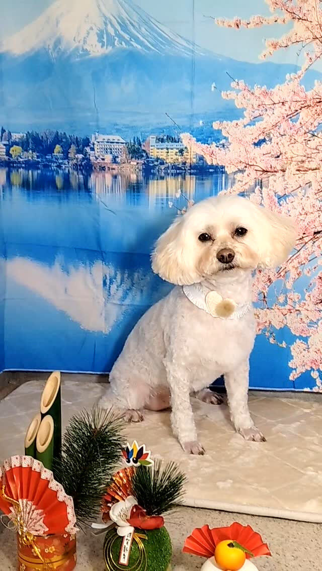 ココちゃん🐶
