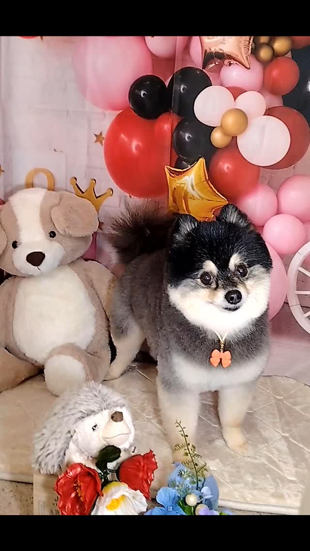 ソラくん🐶