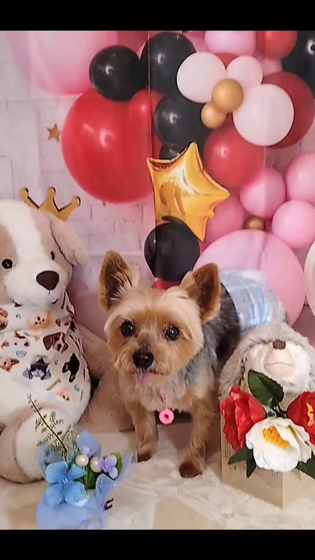 カイトくん🐶