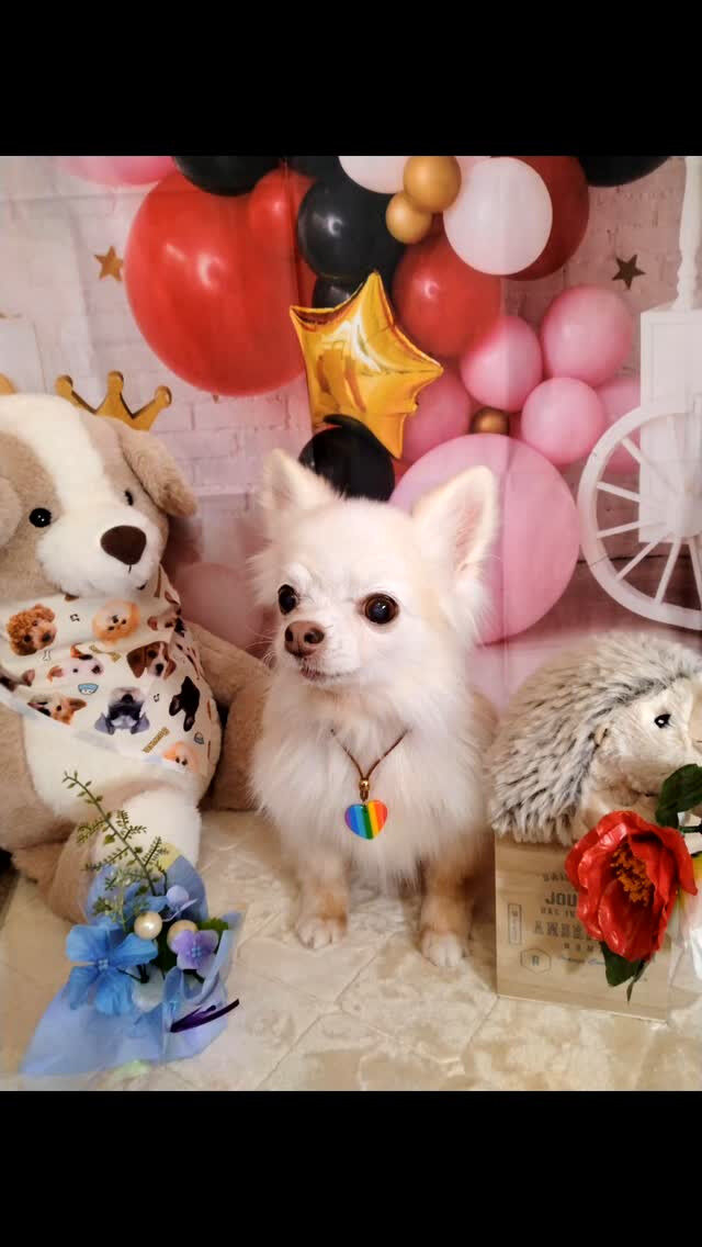 アキちゃん🐶