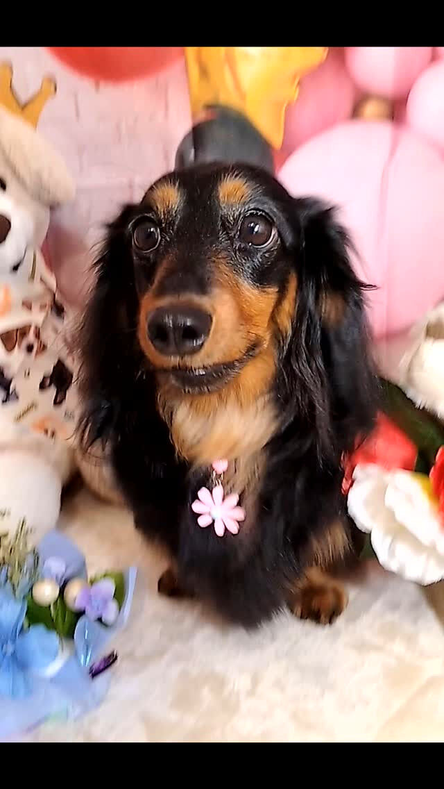 心愛ちゃん🐶