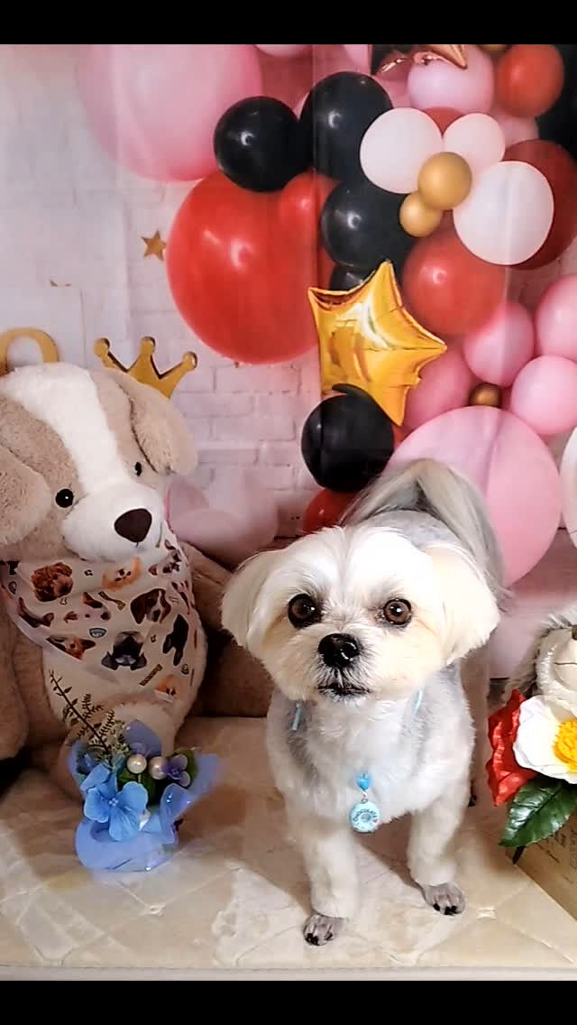 のんちゃん🐶