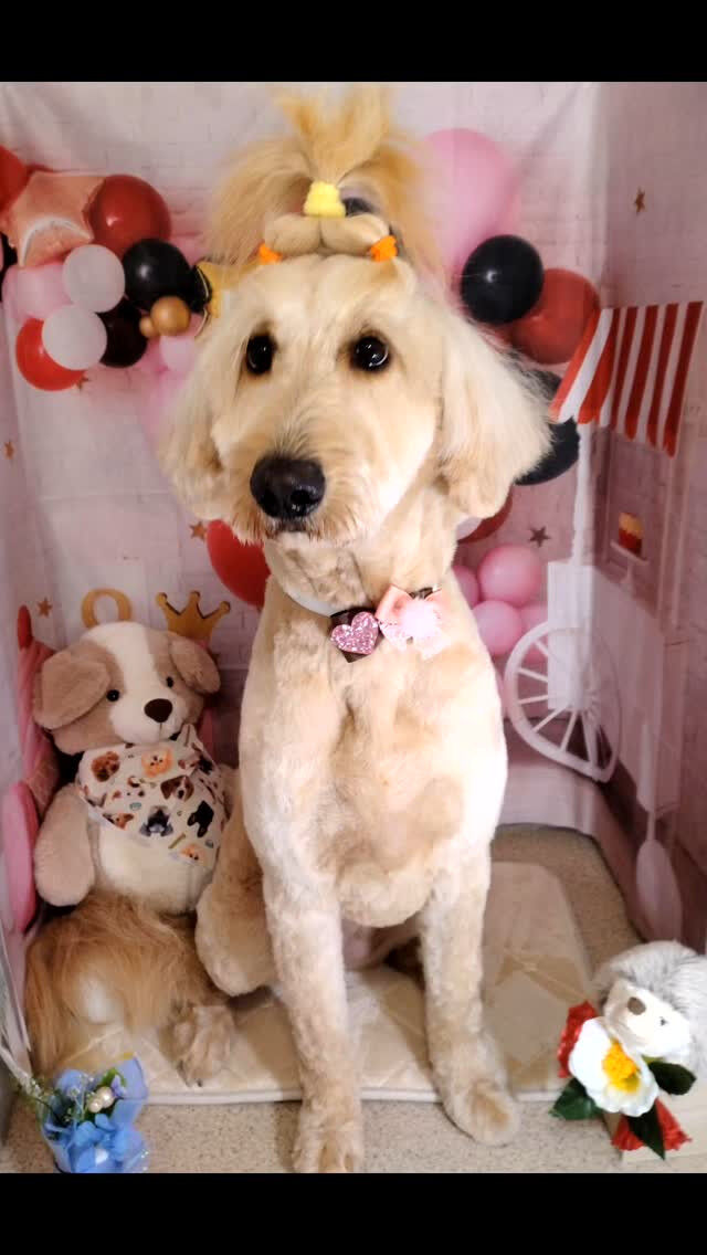 ドゥーちゃん🐶