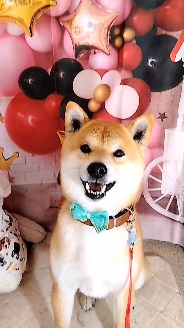むぎちゃん🐶