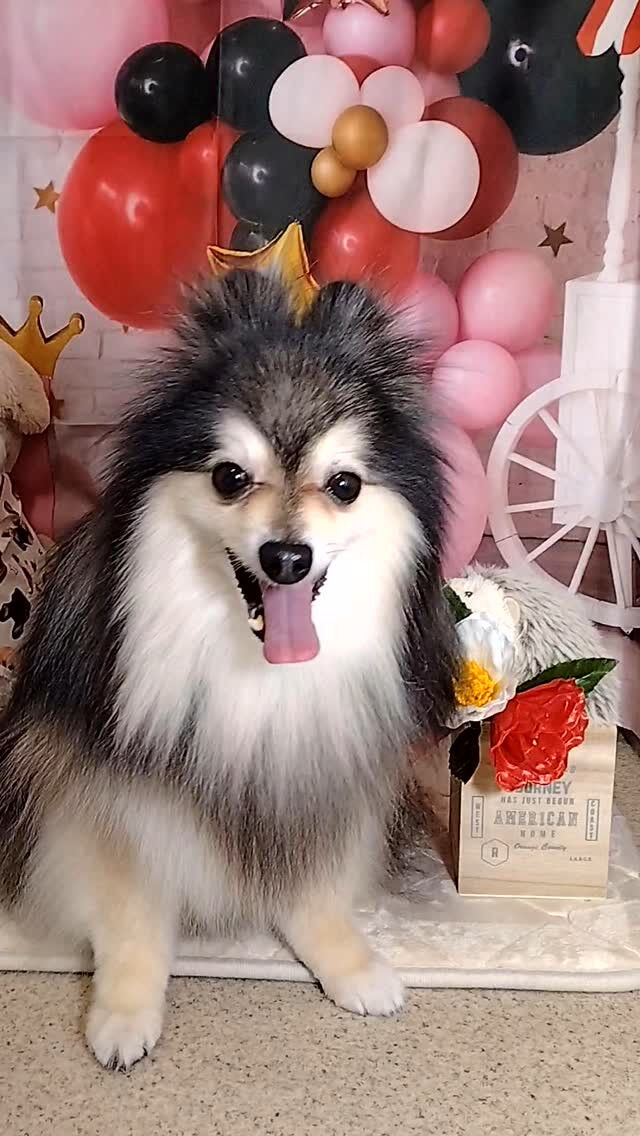 レオくん🐶