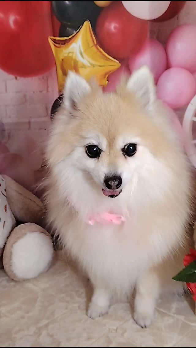 おまめちゃん🐶