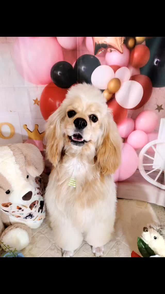 ペコちゃん🐶