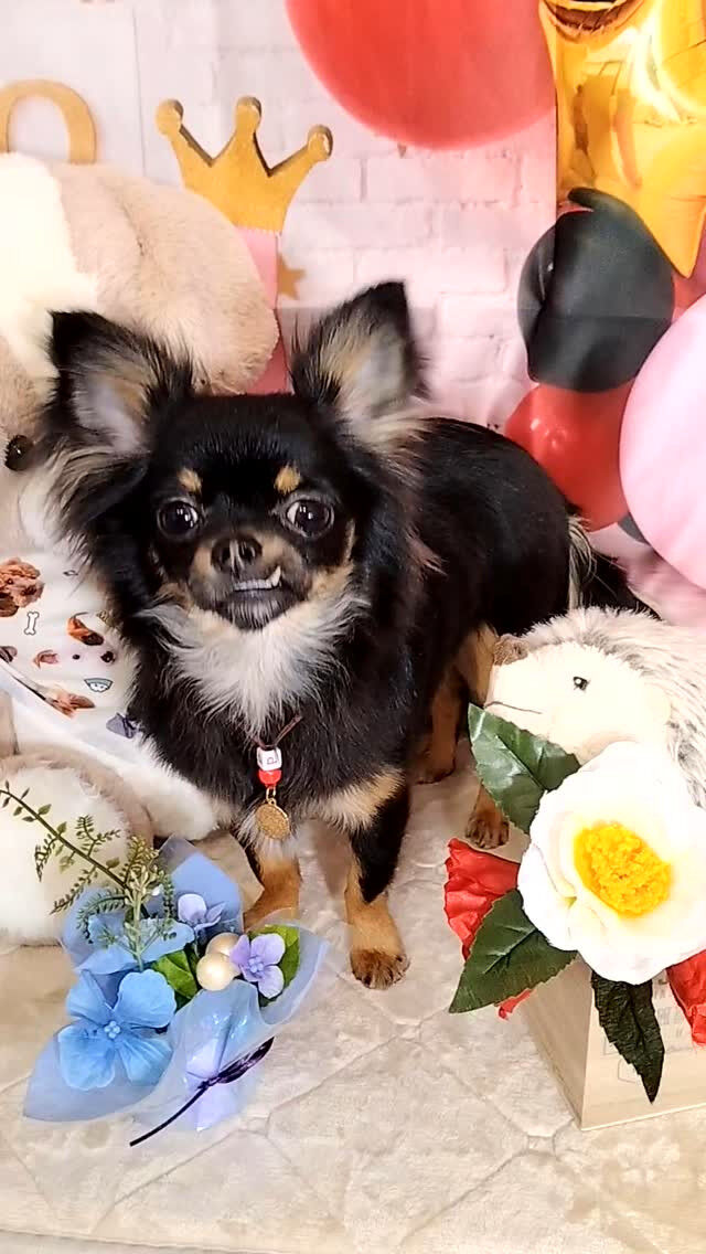 ラムちゃん🐶