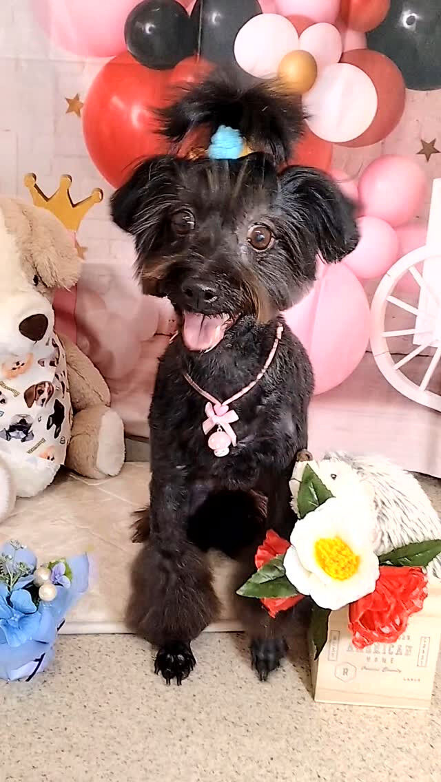 ナツちゃん🐶