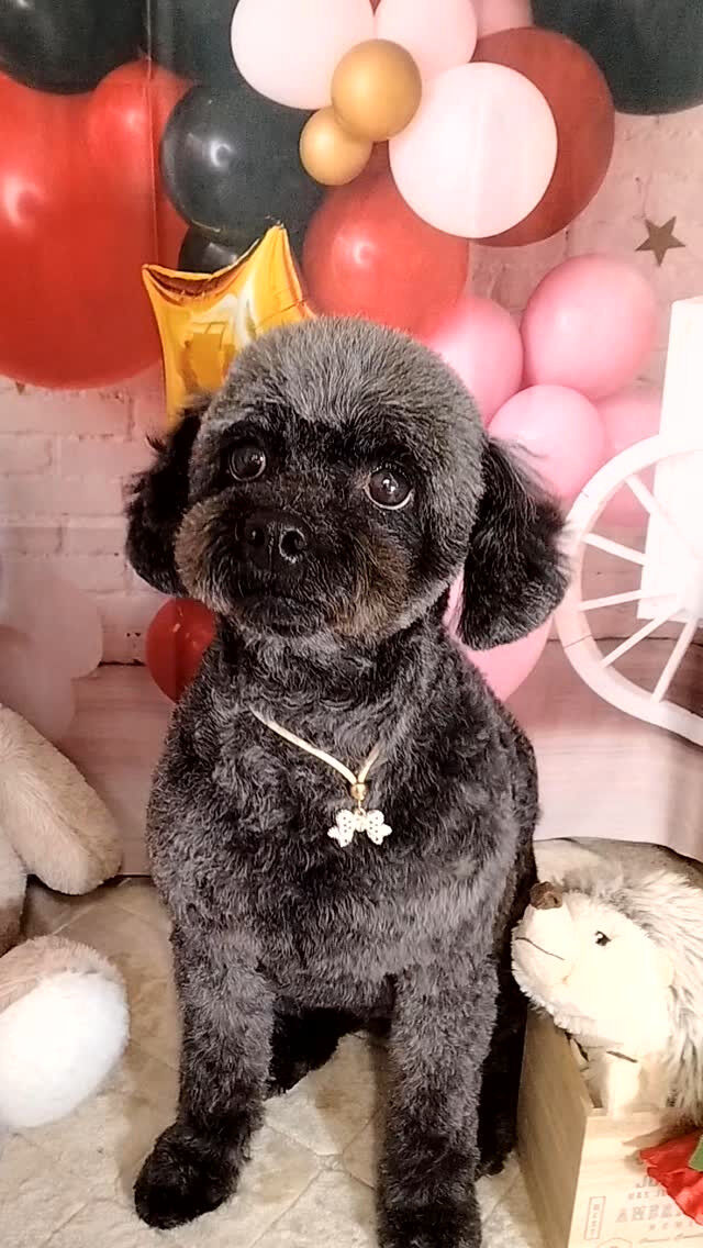 ライリーちゃん🐶