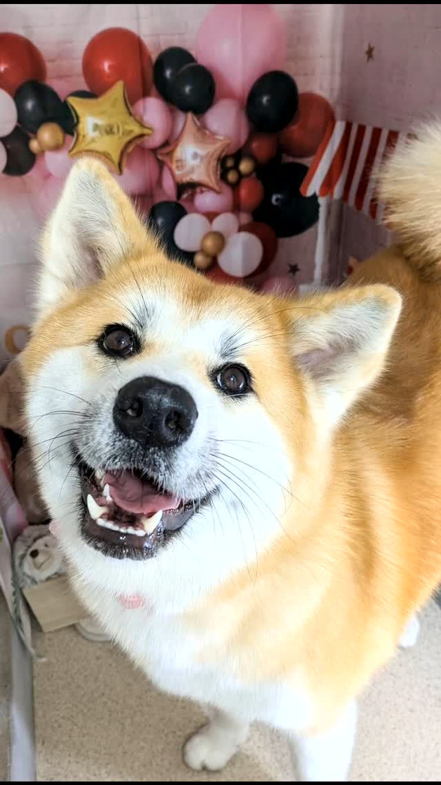 輝ちゃん🐶