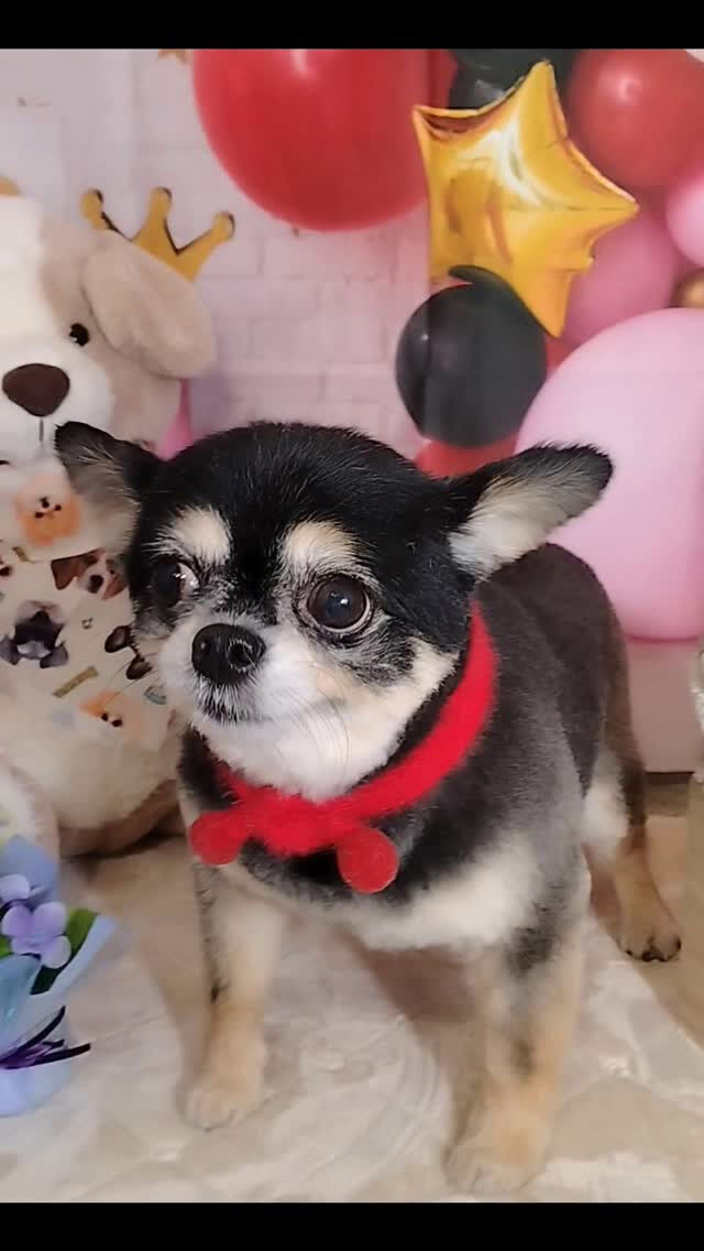 さくらちゃん🐶