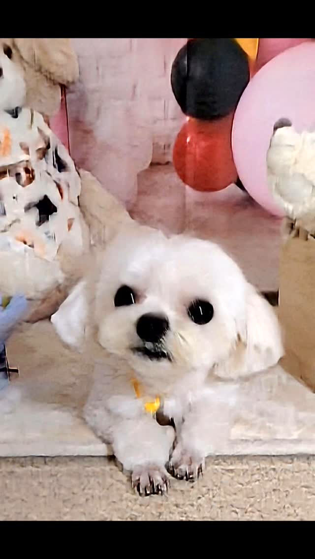プリンちゃん🐶
