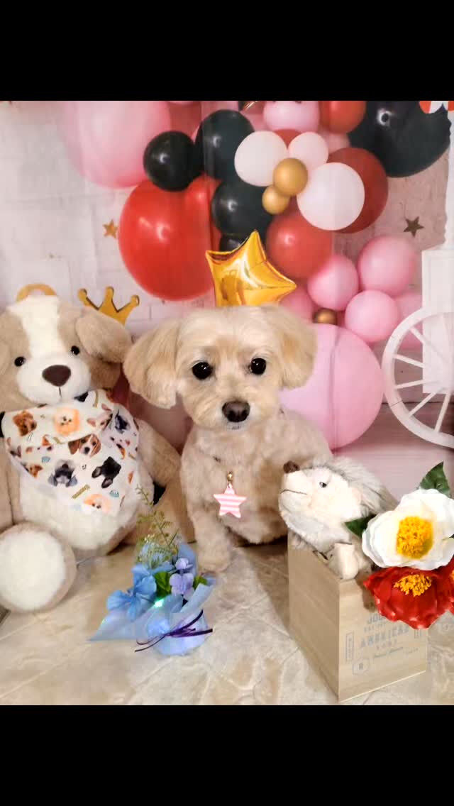 ラテちゃん🐶