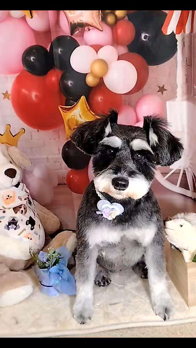紅ちゃん🐶