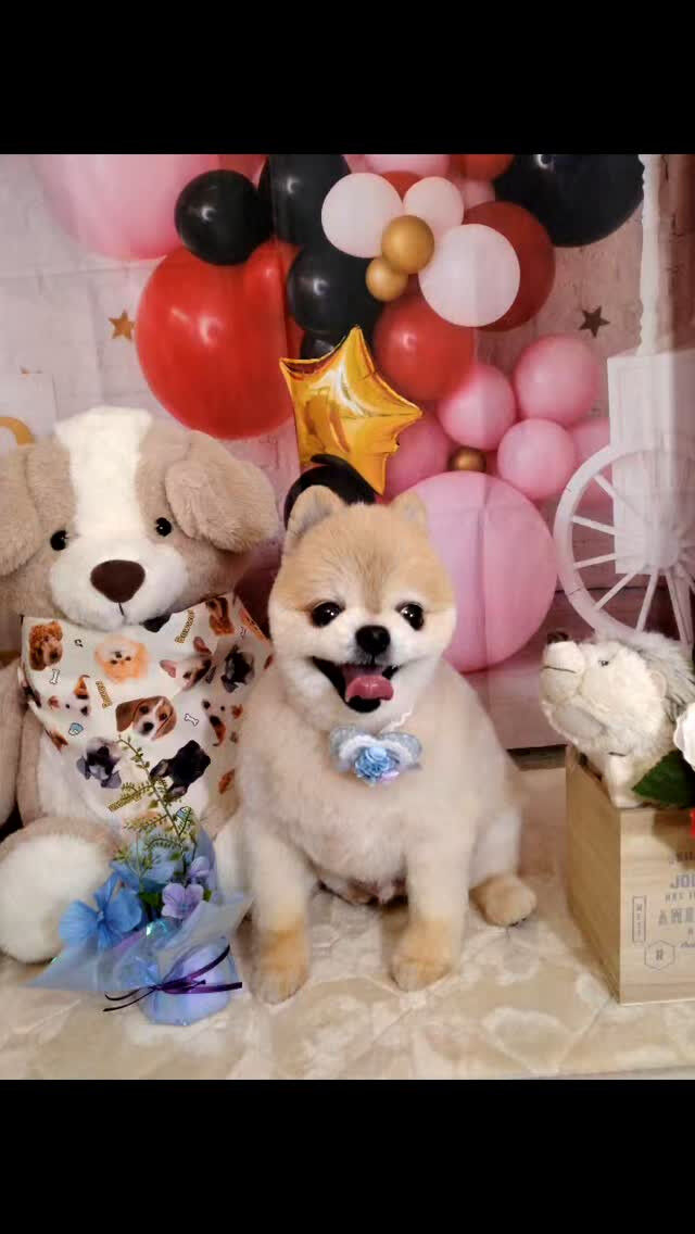 おもちちゃん🐶
