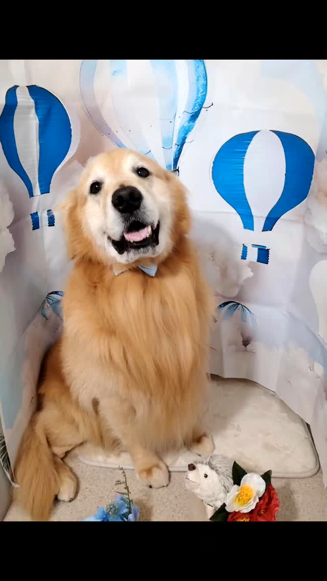 ココちゃん🐶