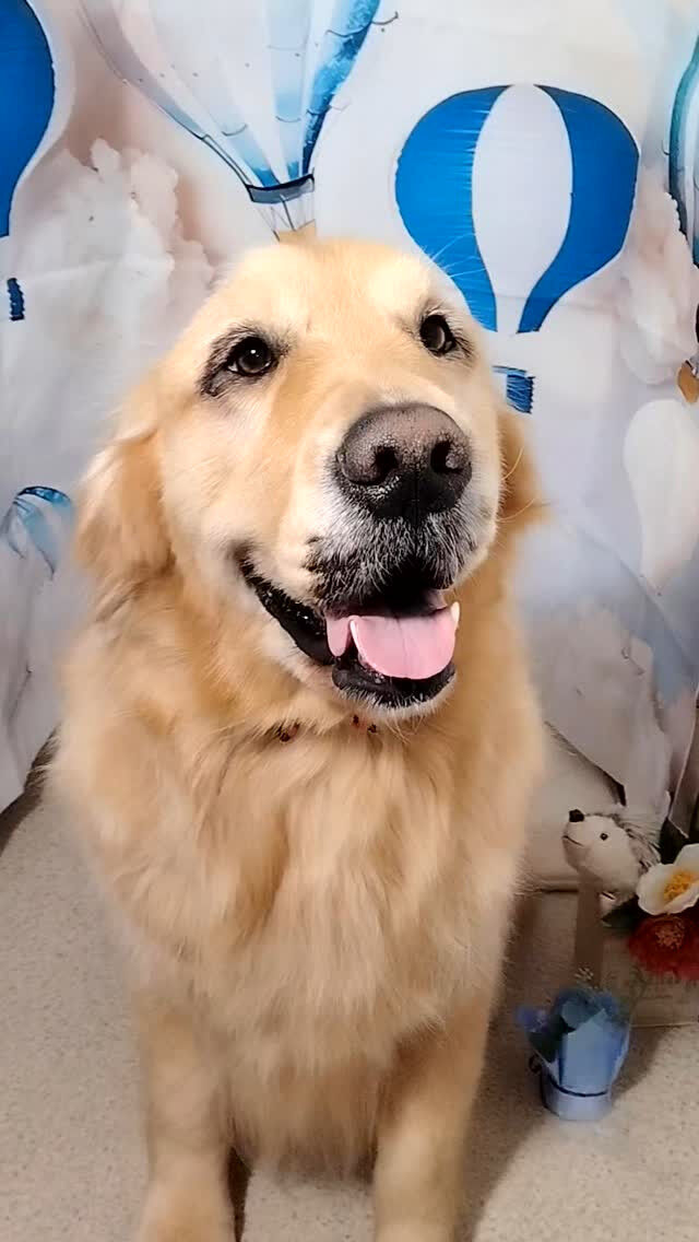 ビビちゃん🐶