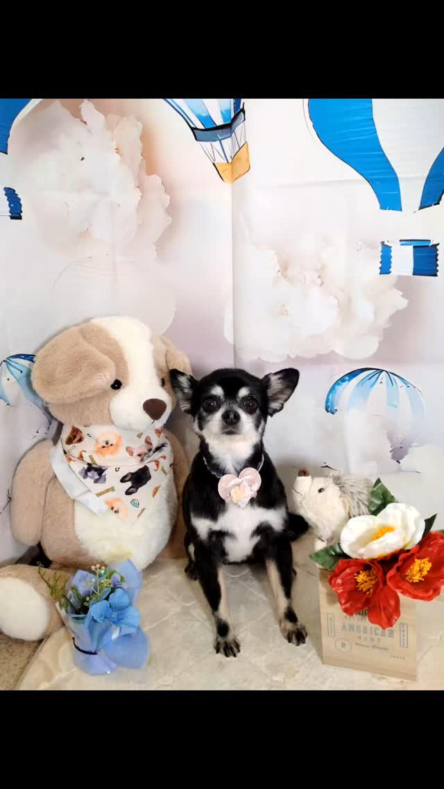 ラズちゃんこ🐶