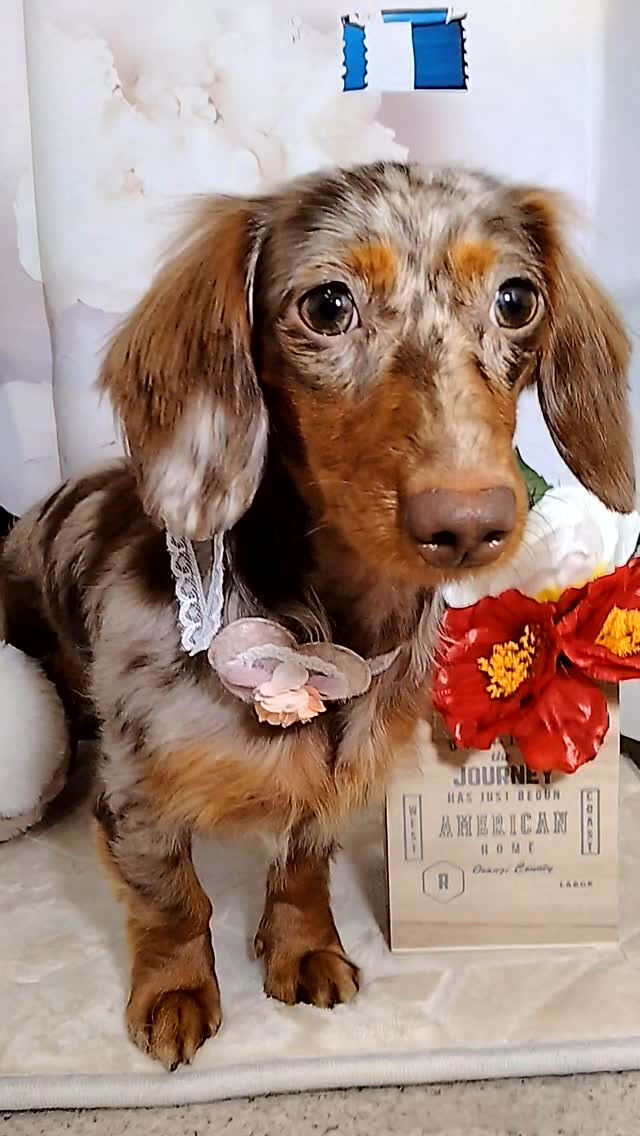 茶々ちゃん🐶