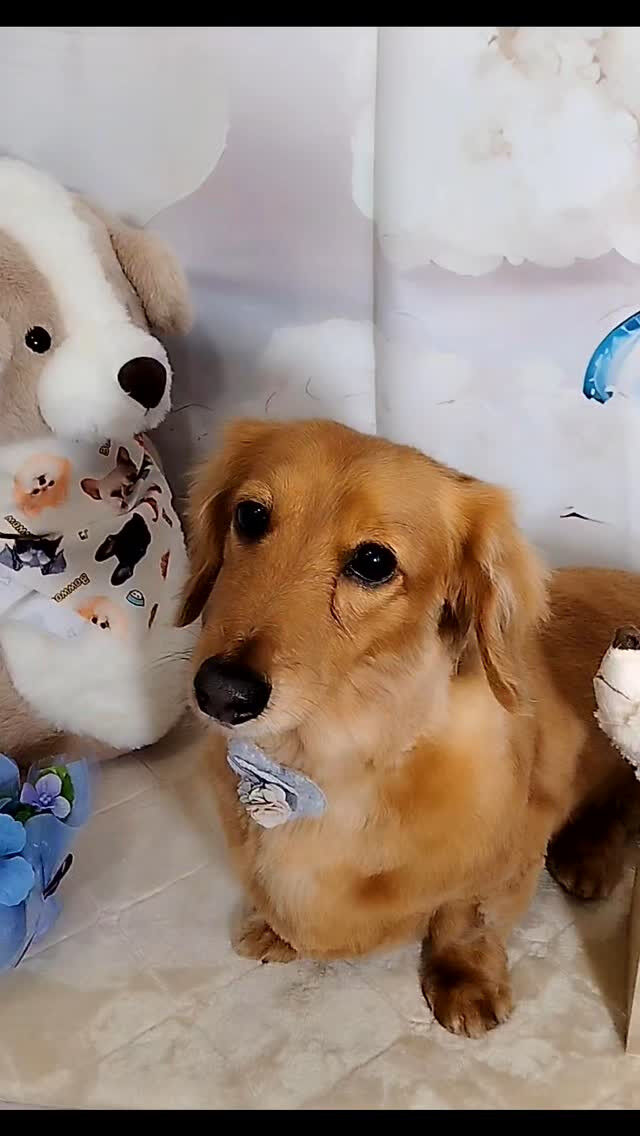 クッキーちゃん🐶