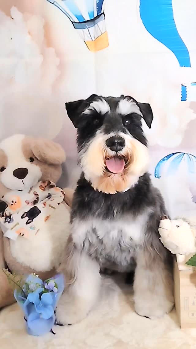 あかねちゃん🐶