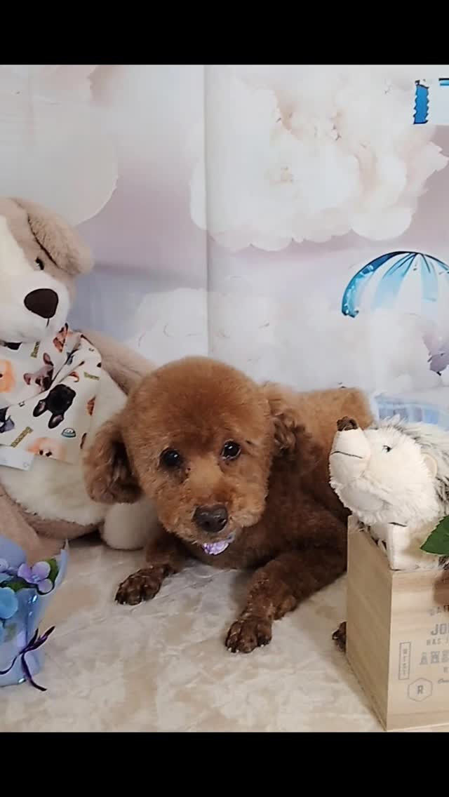 恋くん🐶