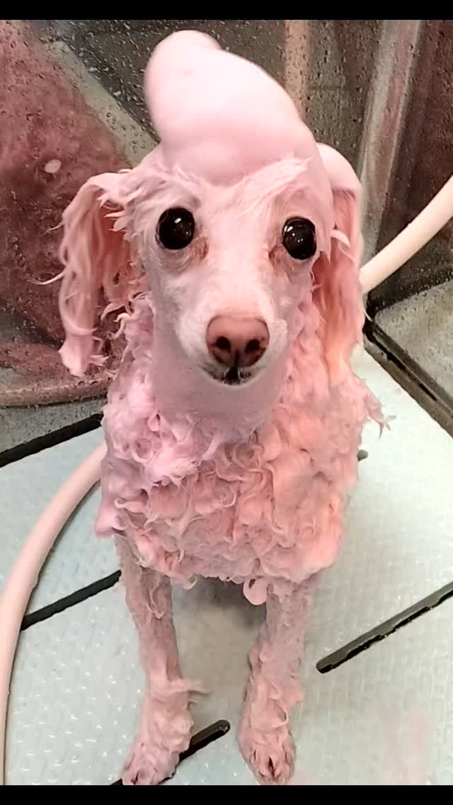 ちゃんこちゃん🐶