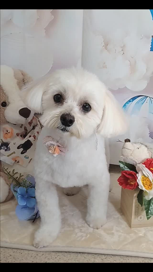 マロちゃん🐶