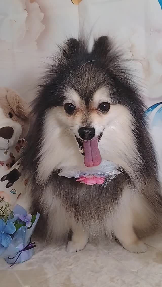 レオくん🐶