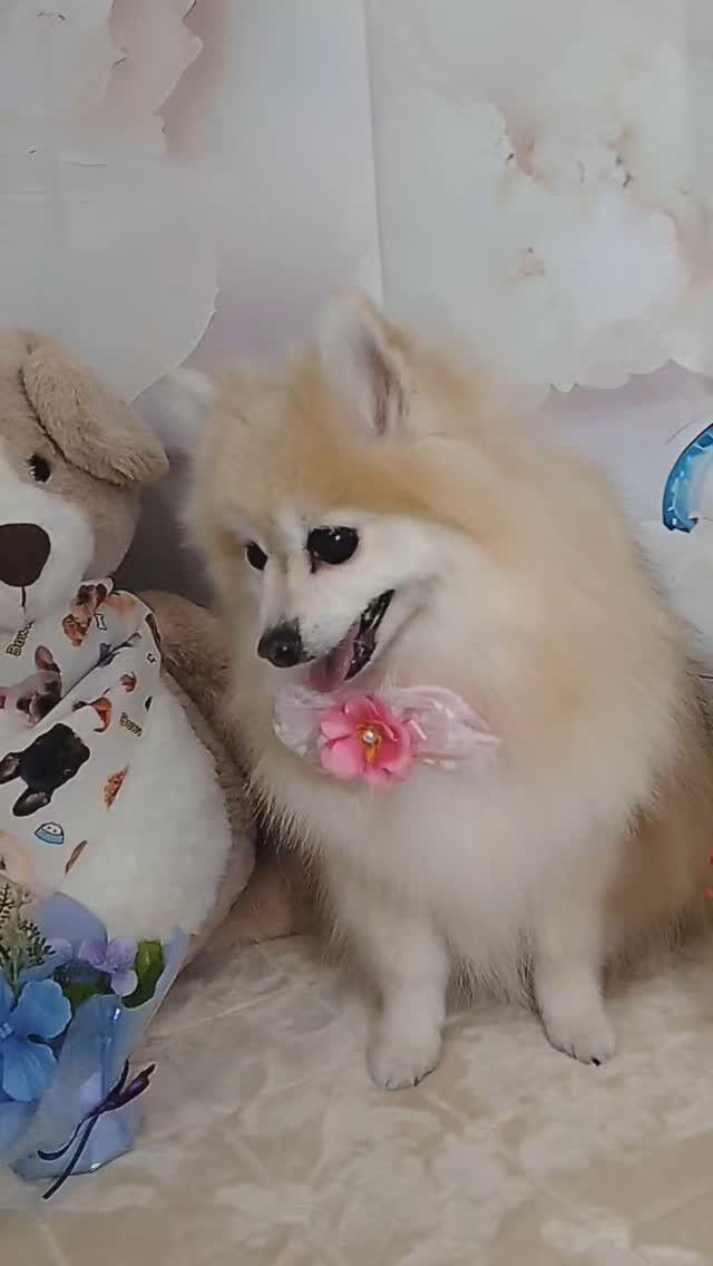 おまめちゃん🐶